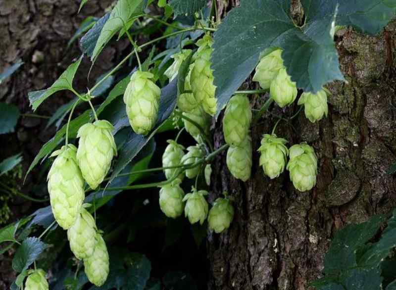 హాప్షూట్స్ - కేజీ అక్షరాల లక్ష రూపాయలు!! Hops Farming. 1