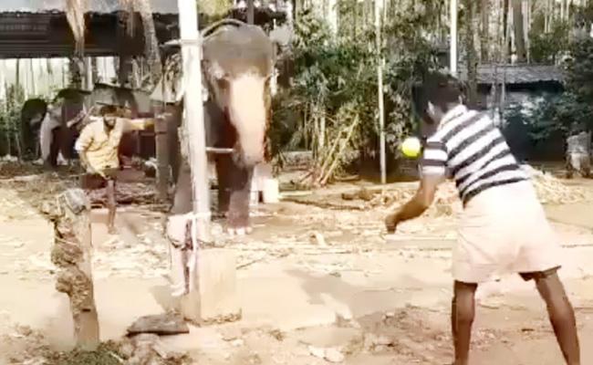 ఏనుగు బ్యాటింగ్ - క్రికెటర్ మైఖేల్ వాన్ కామెంటరీ elephantcricket